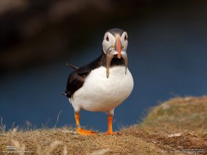 penguin-eating-fish